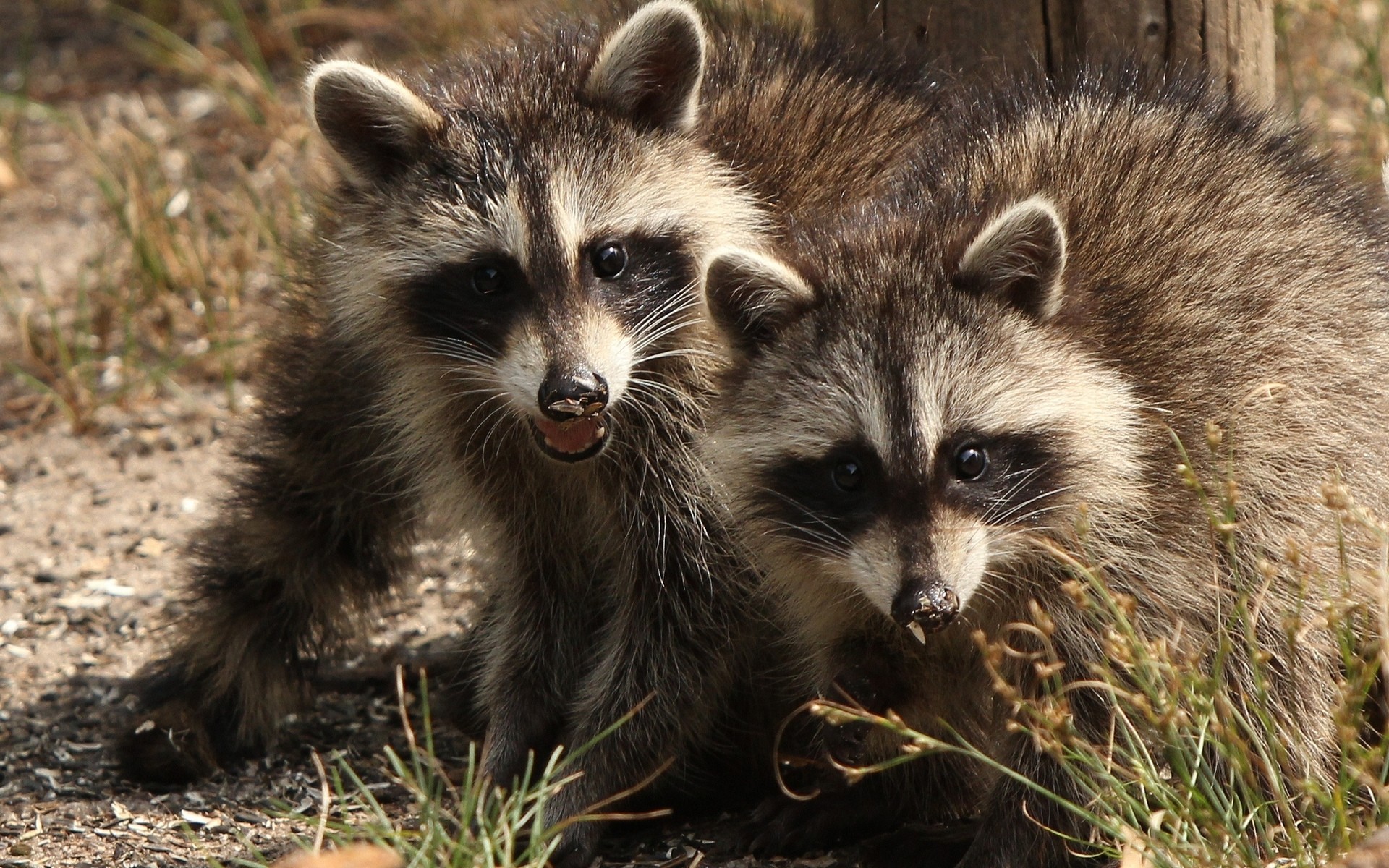 animais mamífero vida selvagem fofa animal natureza pele selvagem retrato pequeno jardim zoológico guaxinins