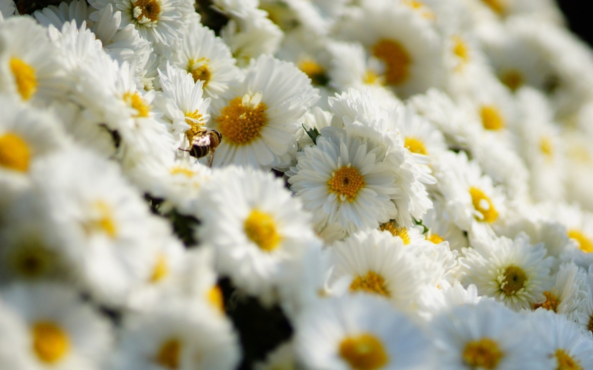 花 自然 花 植物 夏天 明亮 花 叶 季节 田野 颜色 特写 花瓣 花园 盛开 雏菊 美丽 干草 花束 雏菊