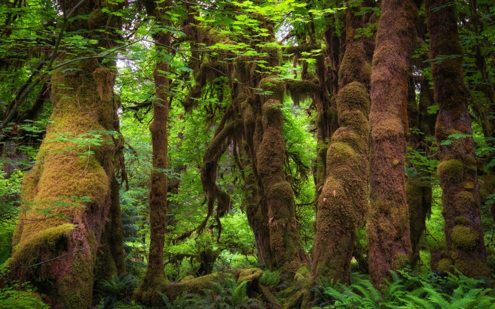 paesaggio legno natura albero foglia paesaggio parco selvaggio all aperto ambiente muschio trekking tronco foresta pluviale lussureggiante flora scenic autunno sentiero foresta verde piante