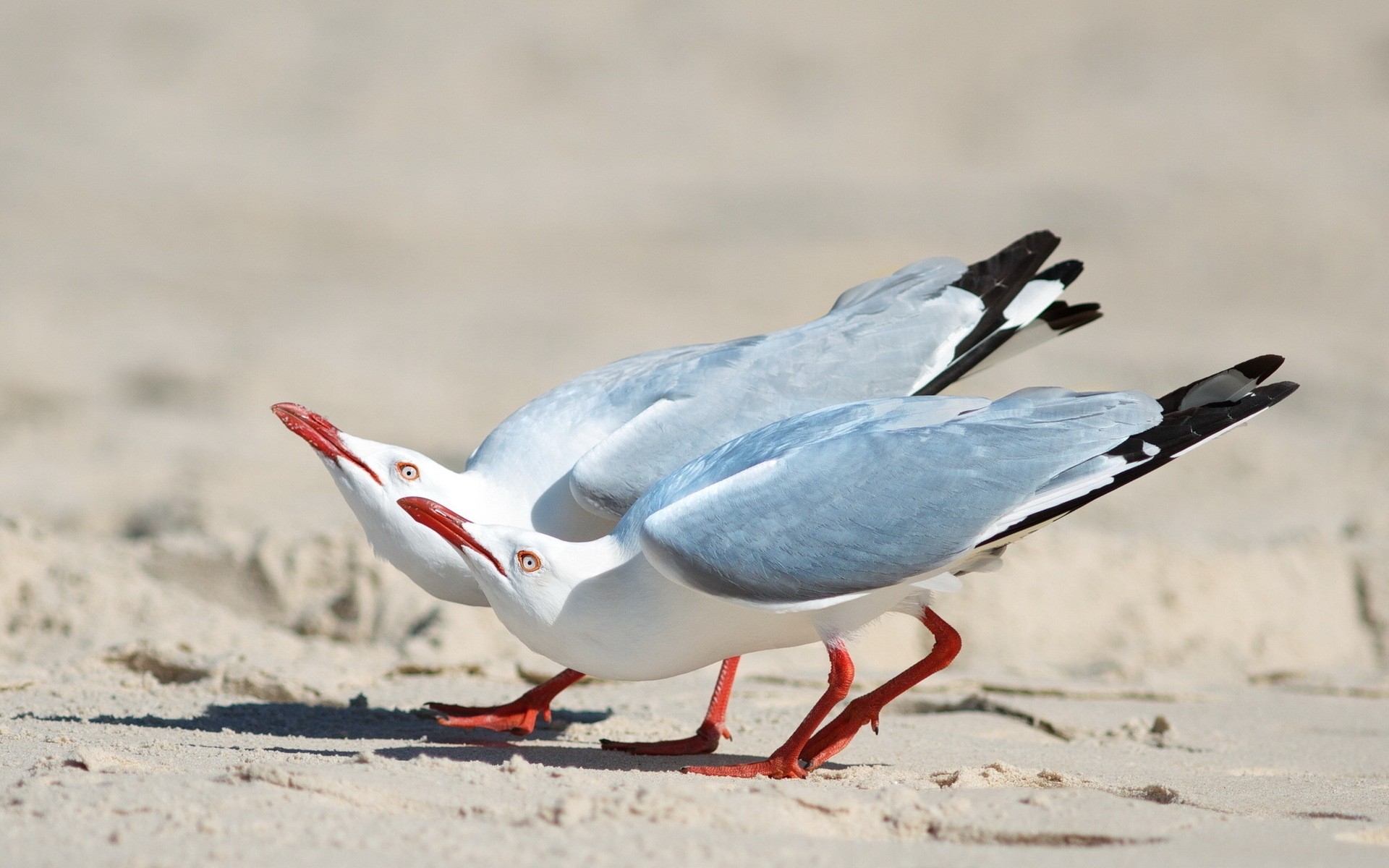 gaivota pássaro vida selvagem natureza animal pena gaivotas bico praia selvagem água ao ar livre voo inverno asa mar gaivotas areia