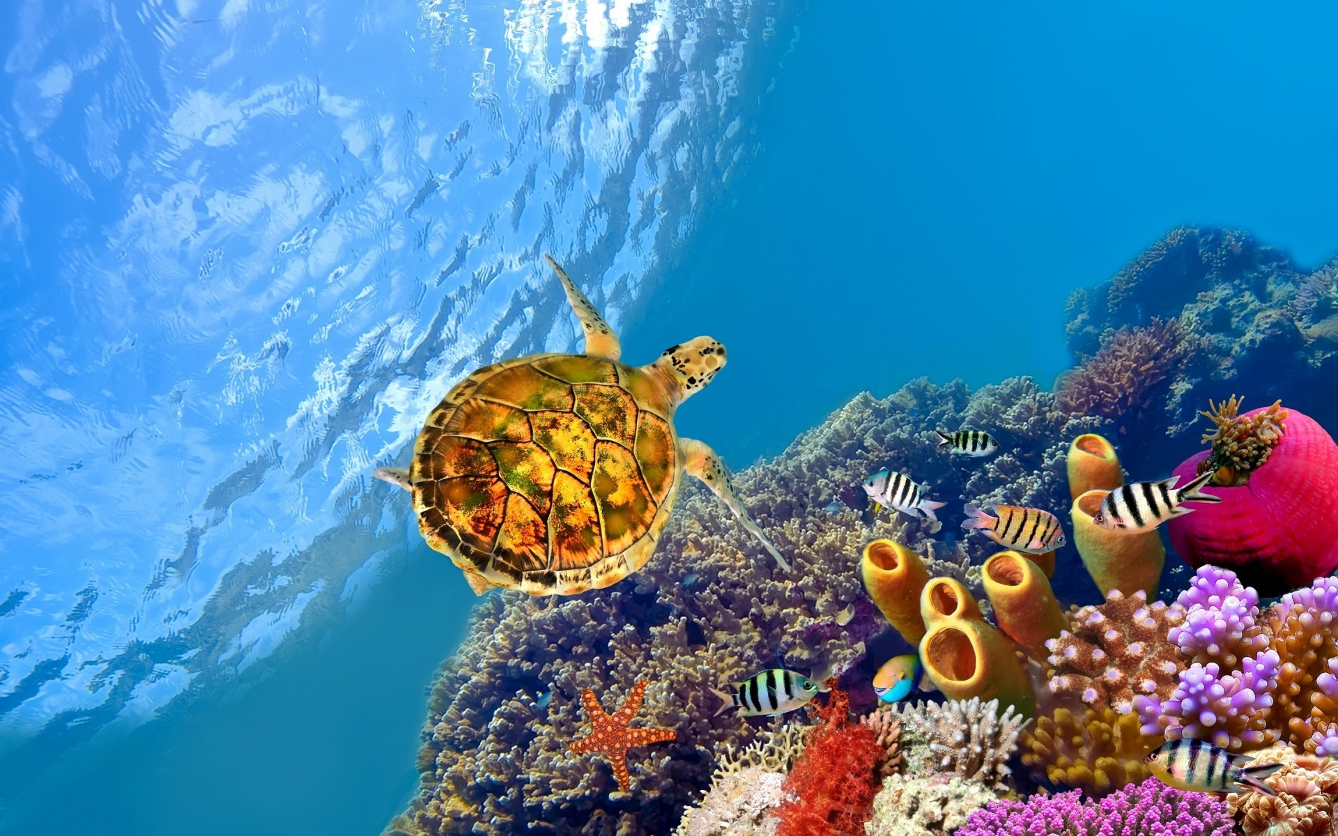 动物 水下 珊瑚 礁石 鱼 海 水 海洋 热带 潜水 水肺 海洋 水族馆 水生 自然 深 动物 旅游 潜艇 咸水 浮潜 海龟。 海洋