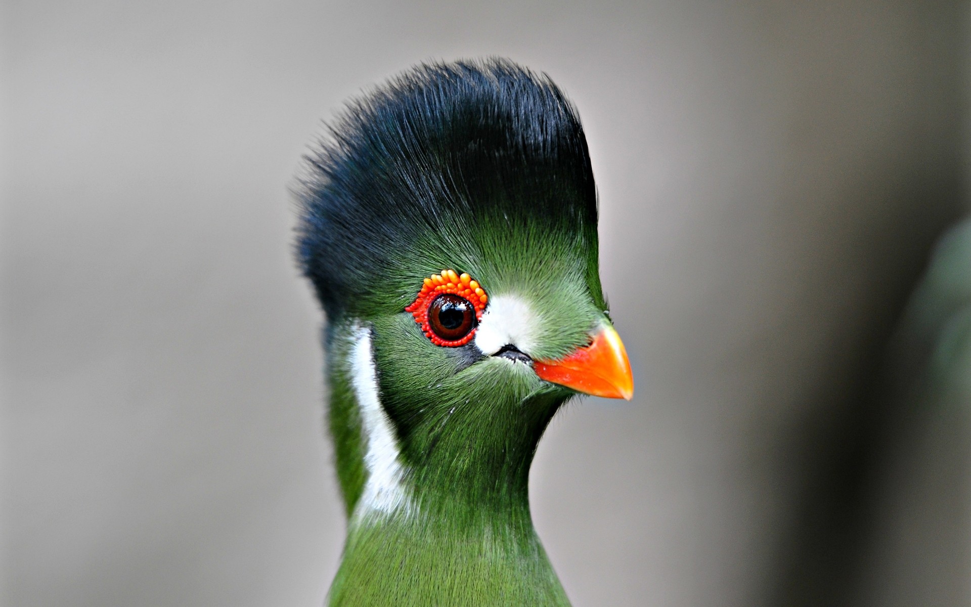 oiseaux oiseau faune nature animal unique à l extérieur plume bec