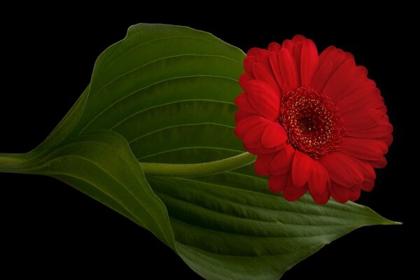 La fleur parfaite. Feuille verte