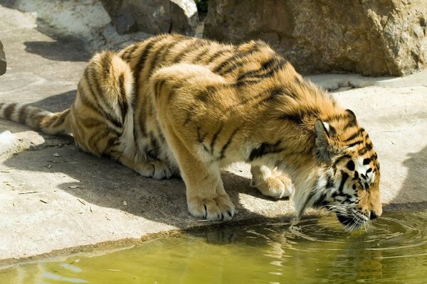 Ein großer Tiger trinkt Wasser