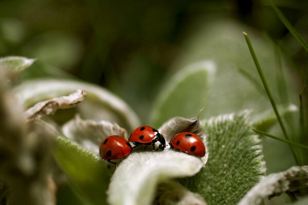 Tre coccinelle sulle foglie. Fotografia macro