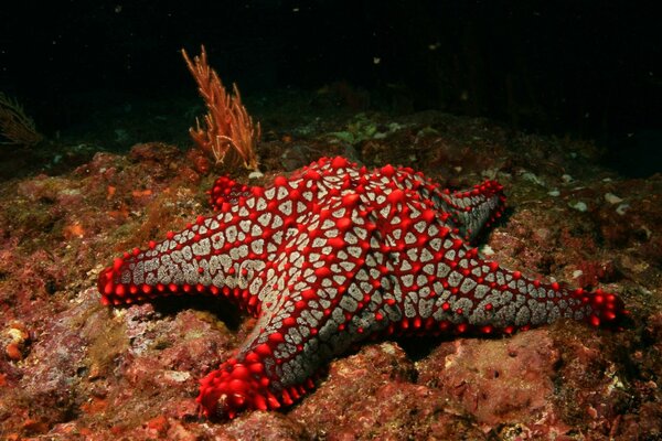 Equinodermos subacuáticos invertebrados en el fondo