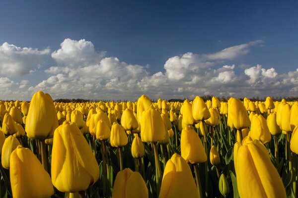 Beau champ de tulipes jaunes