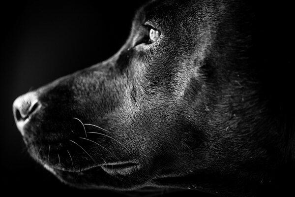 Monochrome portrait of an animal dog