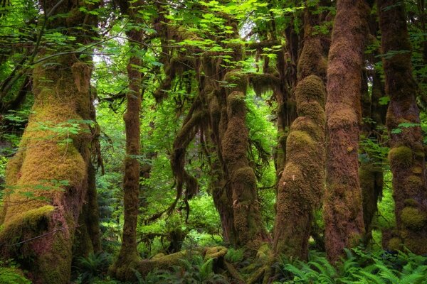 Fitta giungla con alberi interessanti