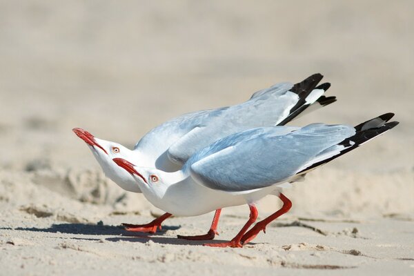 Two birds gulls dakaya nature