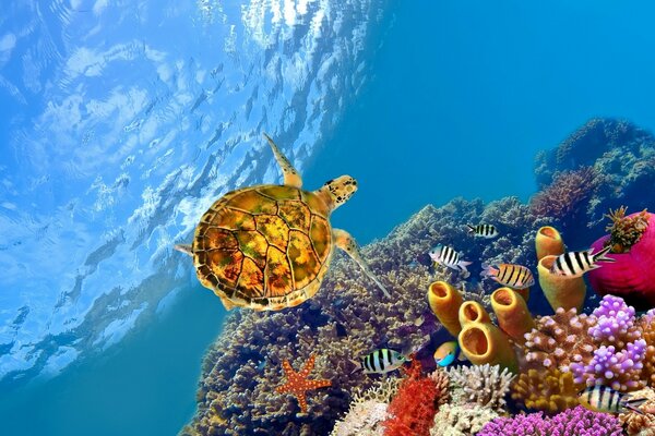 Grande tortue sous-marine et poissons