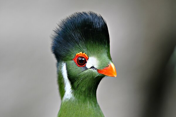 Hermoso pájaro verde inusual