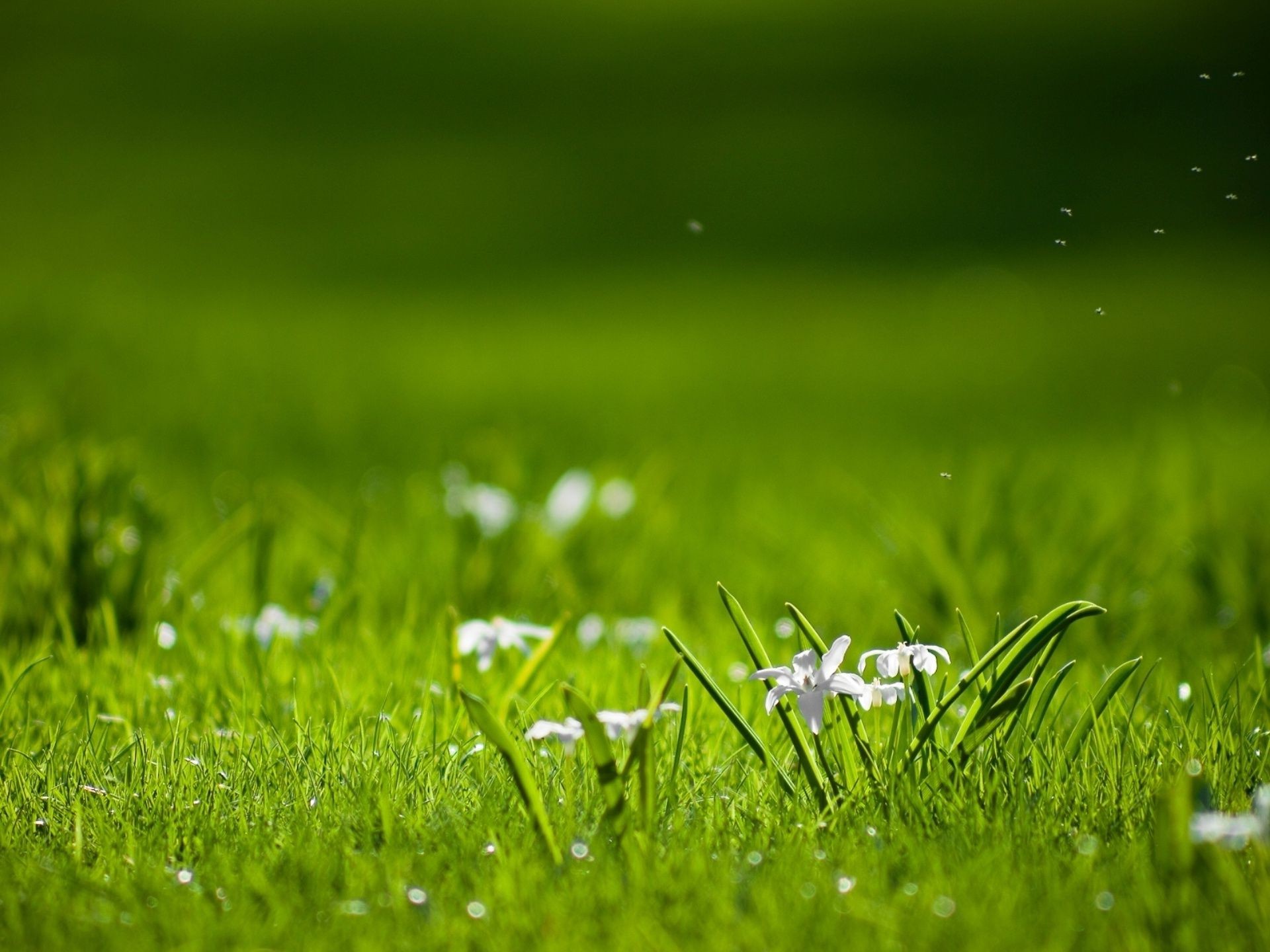 felder wiesen und täler gras rasen heu feld tau garten wachstum natur üppig flora sommer weiden klinge sonne blatt rasen medium grasig tropfen hof