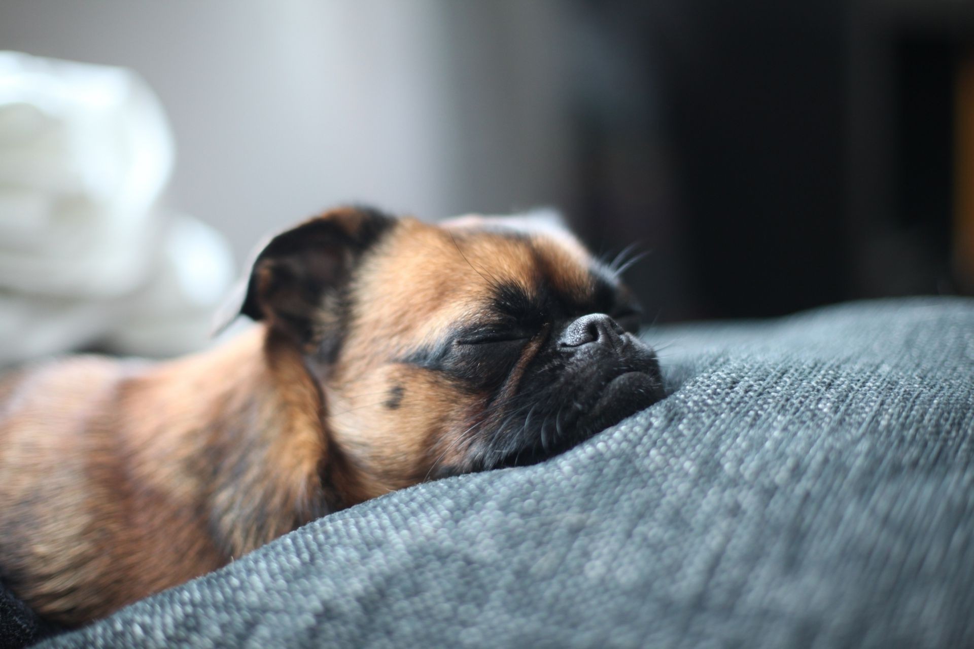 hund hund säugetier niedlich haustier tier porträt welpe hundespezialist wenig schlafen fell anzeigen