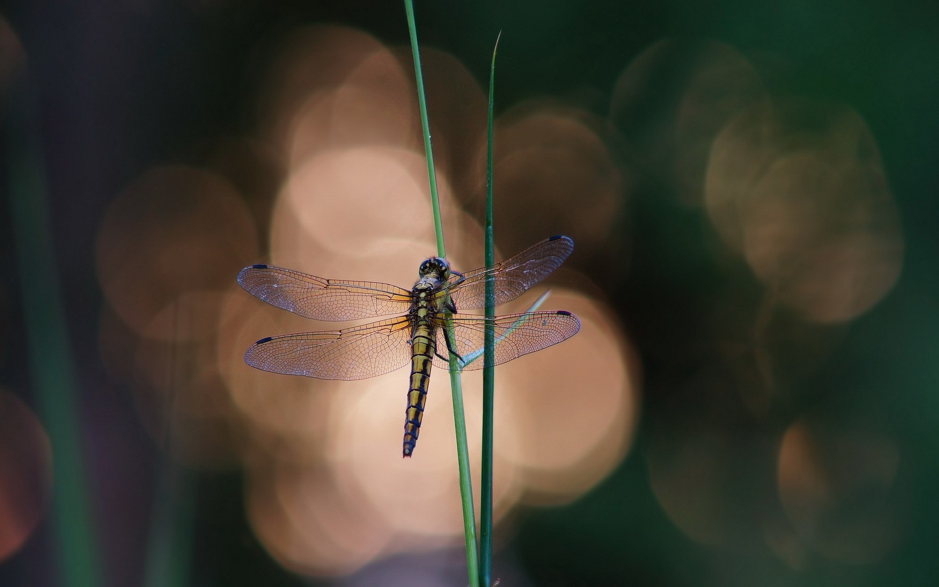 insetti insetto libellula invertebrati natura fauna selvatica volare all aperto luce colore animale fiore farfalla erba