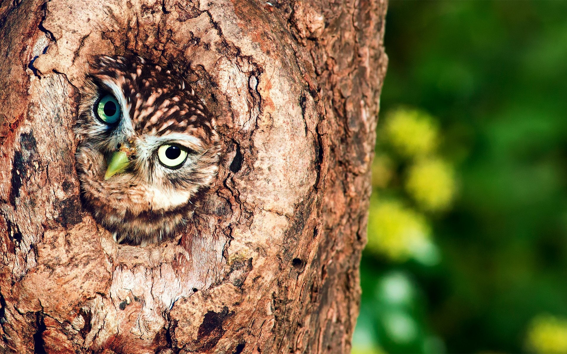 búho naturaleza madera pájaro madera al aire libre vida silvestre escritorio de cerca hueco