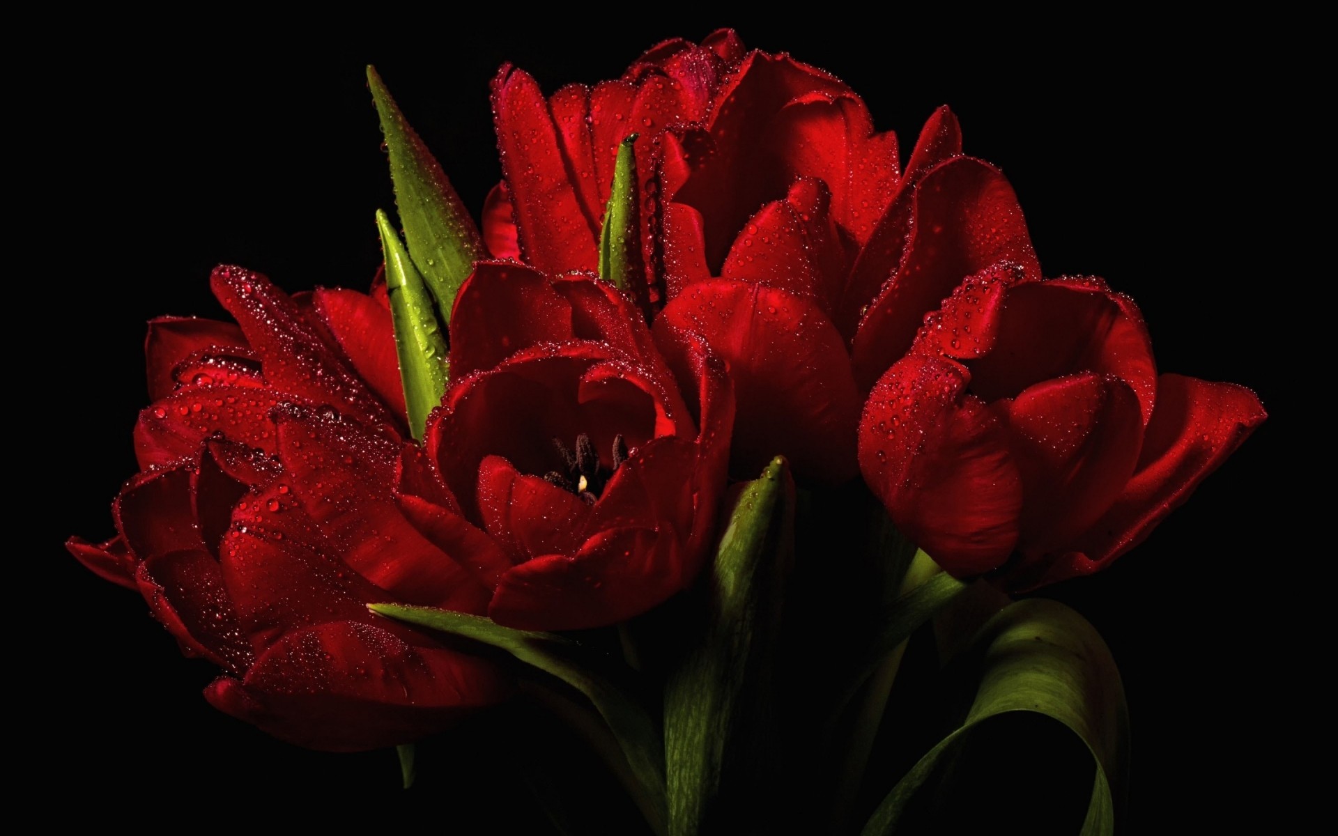 flowers flower tulip love rose floral romantic petal flora color gift bouquet romance nature beautiful garden leaf wedding birthday blooming red tulips tulips