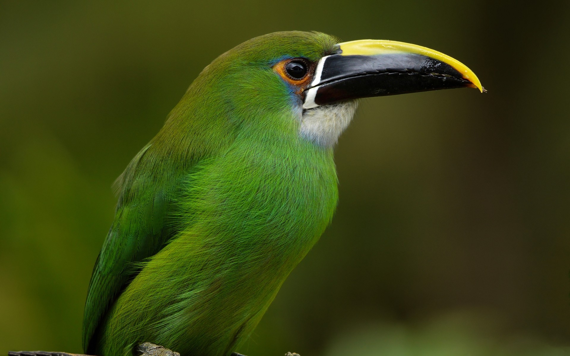 aves aves vida silvestre animal pico aviador salvaje naturaleza tropical al aire libre ala exótico