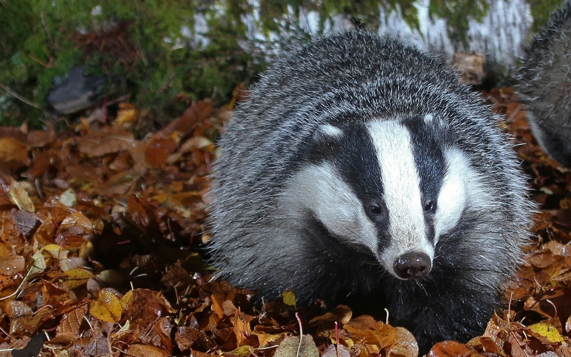 animales vida silvestre naturaleza mamífero al aire libre animal salvaje lindo hierba pequeño medio ambiente