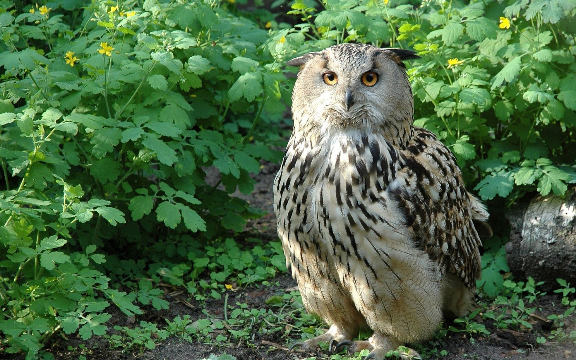 búho vida silvestre naturaleza al aire libre salvaje animal pájaro lindo nocturno crecido