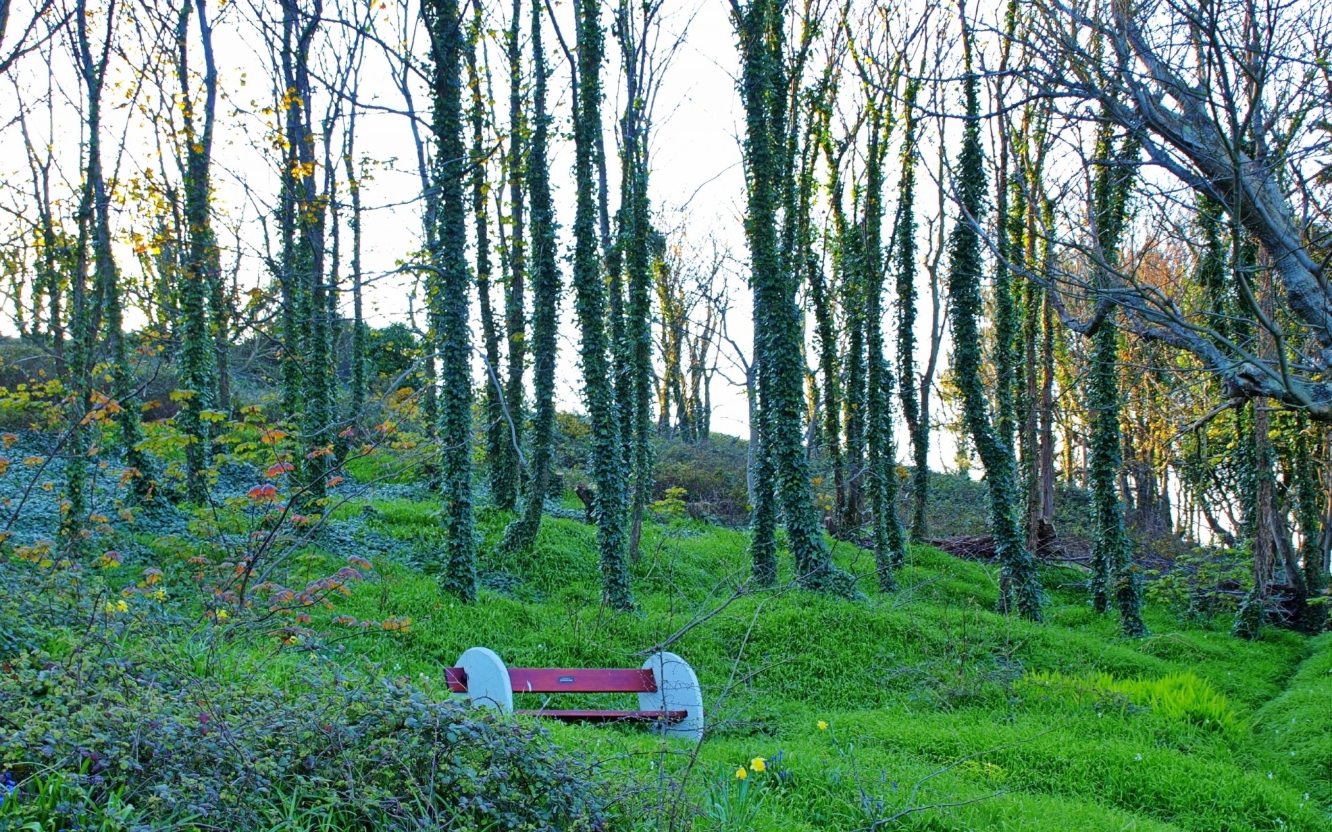 ciudad y arquitectura madera paisaje árbol naturaleza parque medio ambiente al aire libre escénico hoja temporada luz del día escena hierba paisaje flora buen tiempo verano espectáculo bosque árboles