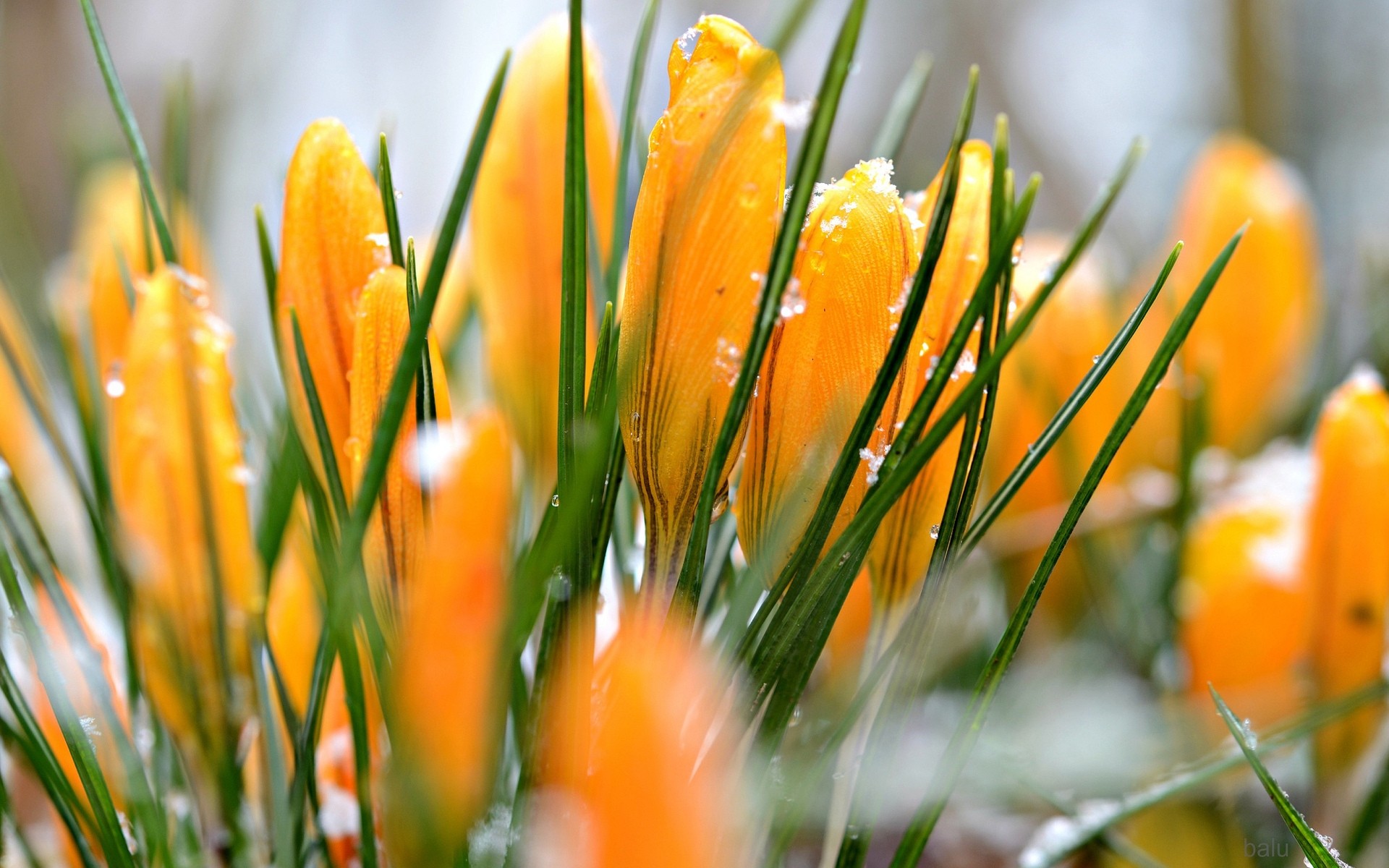 blumen natur blatt sommer gutes wetter unschärfe im freien gras hell garten flora blume krokusse