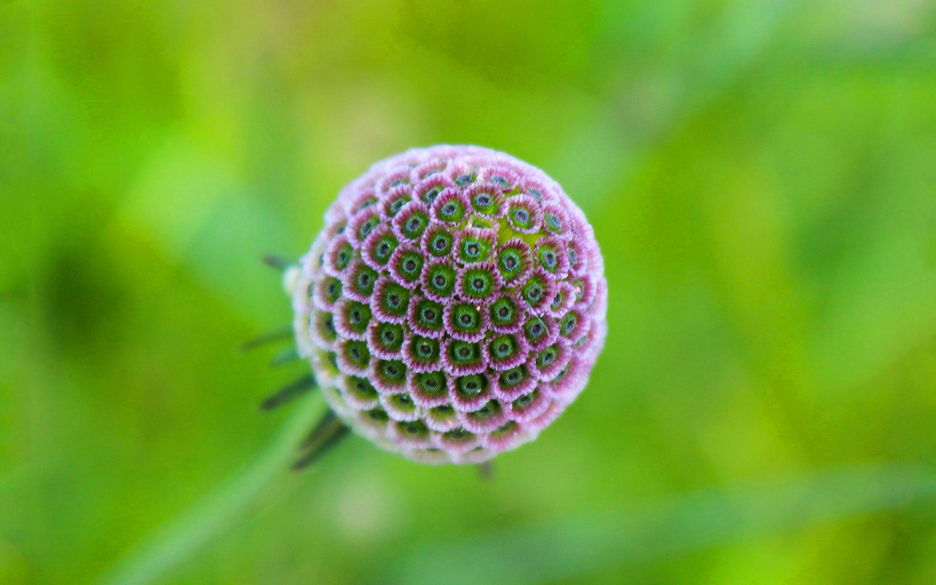 花 自然 植物群 夏天 叶 花园 特写 明亮 颜色