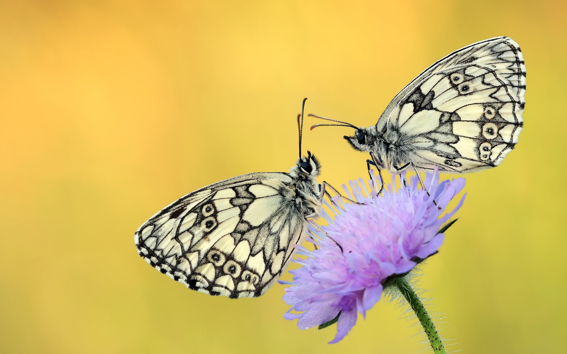 insetos borboleta inseto natureza asa lepidoptera vida selvagem ao ar livre verão animal mariposa antena invertebrados entomologia delicado brilhante monarca flor biologia cor borboletas flor roxa