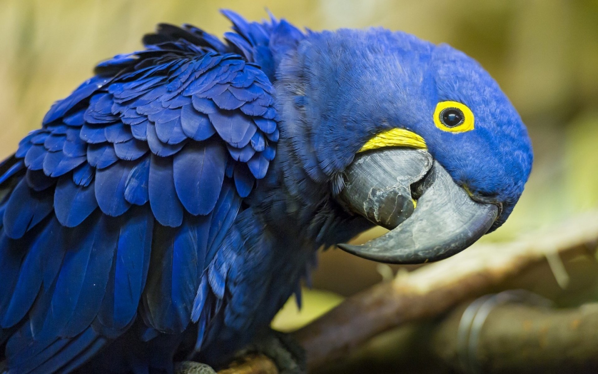 papuga ptak dzika ara pióro dziób zwierzę zoo avian natura dziki skrzydło portret kolor