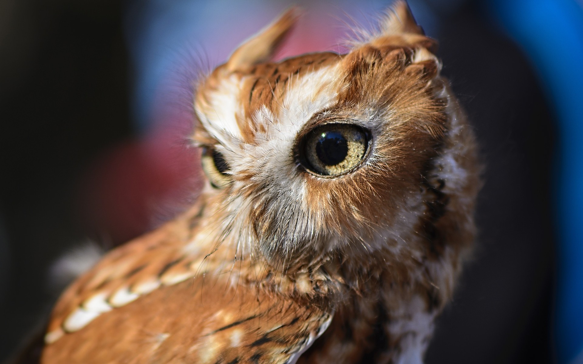 sowa dzika zwierzę ptak natura portret małe oko dziki raptor słodkie oglądanie na zewnątrz