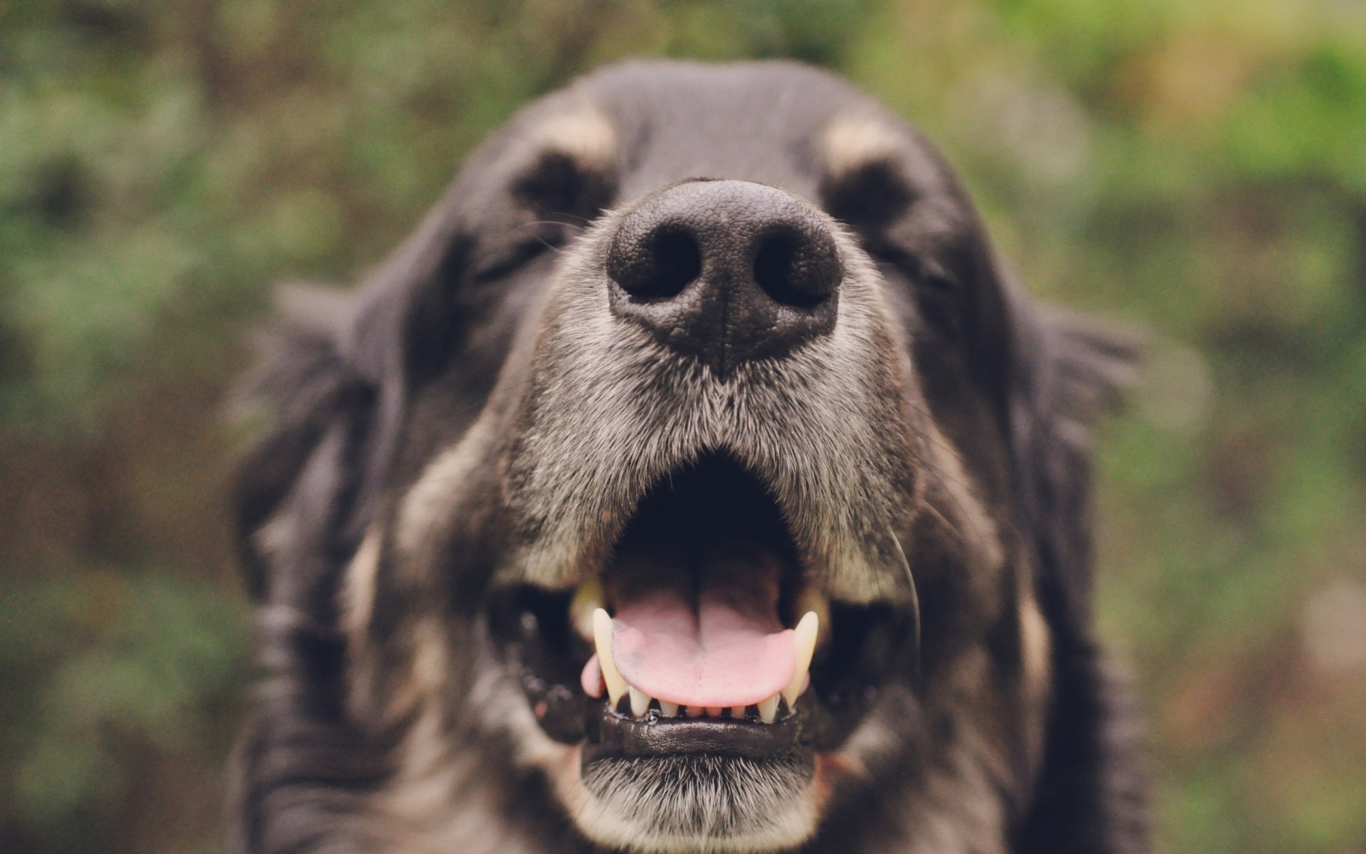 cani mammifero animale cane ritratto natura carino pelliccia fauna selvatica canino vista grande erba selvaggio mangiatore di carne all aperto cacciatore zoo occhio primo piano collie