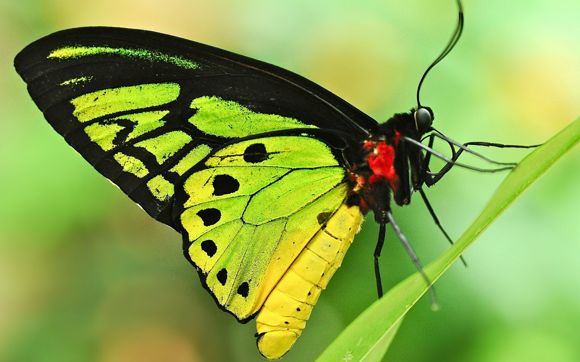 insects butterfly insect nature wing summer wildlife animal invertebrate outdoors moth lepidoptera beautiful antenna color fly delicate flower bright biology leaf