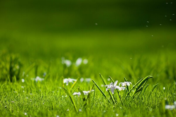 Families of white flowers on a green lawn