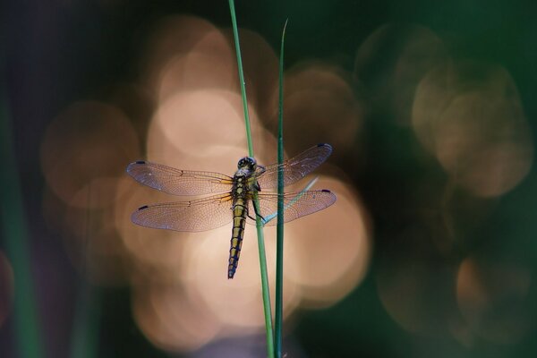 Natur Insekt Libelle