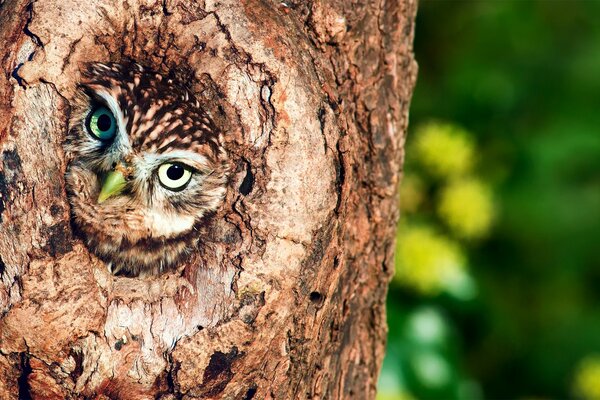 एक उल्लू जो एक पेड़ में रहता है