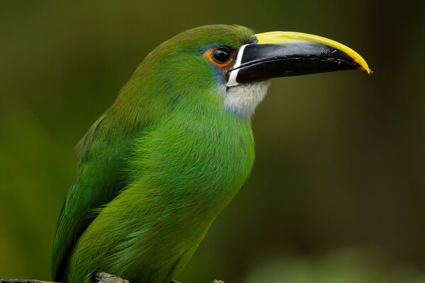 El loro cacatúa hace alarde de la cámara