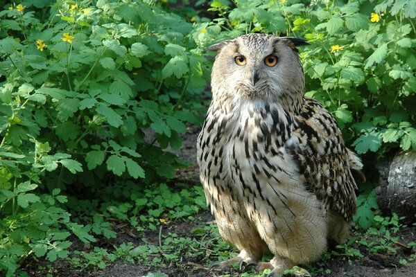 Noble bird owl sits on the ground