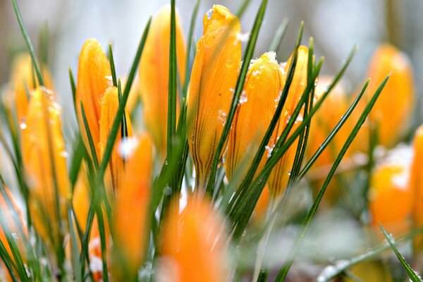 Foto von orangefarbenen Blumen in Schneekristallen