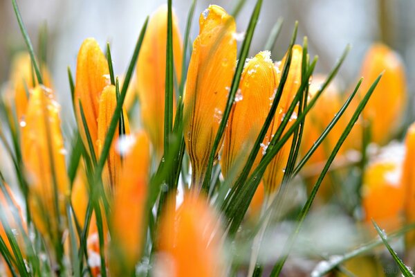 Фото помаранчевих квітів в кристалах снігу