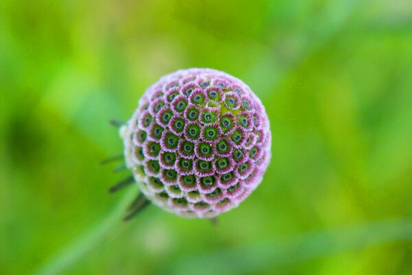 Purple round flower photo from above