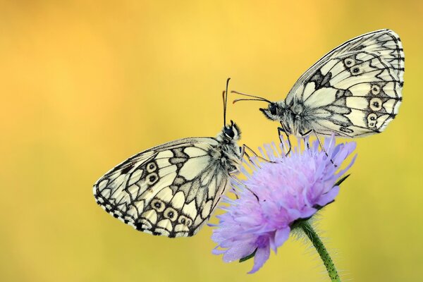 Zwei Schmetterlinge sitzen auf einer violetten Blume