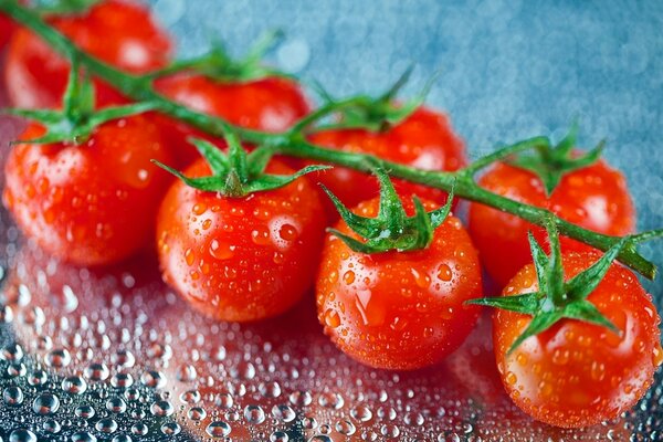 Cherry tomatoes on a branch