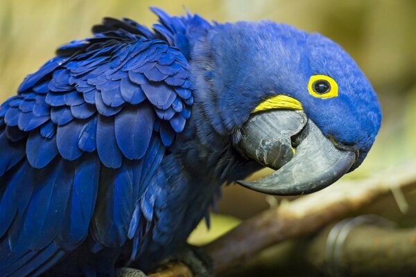 Blue parrot with yellow circles around the eyes