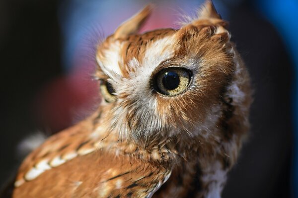 Hibou sauvage avec de grands yeux