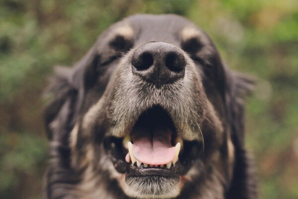 Chien dans la rue. Nez de chien