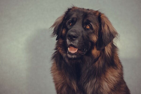 Chien de couleur chocolat aux yeux ambrés