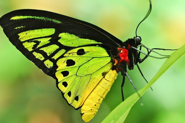 Natura owady skrzydła motyla