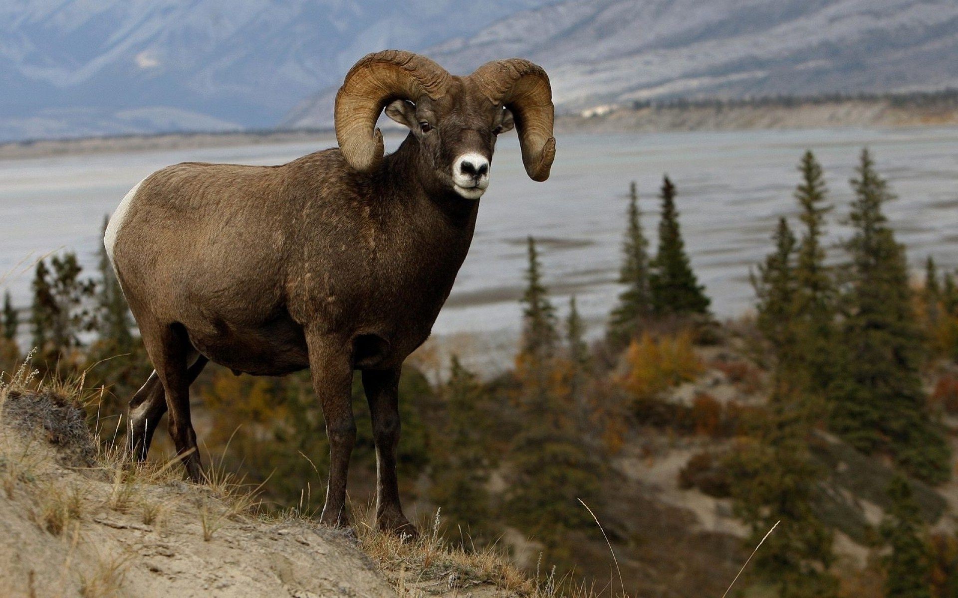 animales mamífero vida silvestre al aire libre ovejas naturaleza hierba animal heno