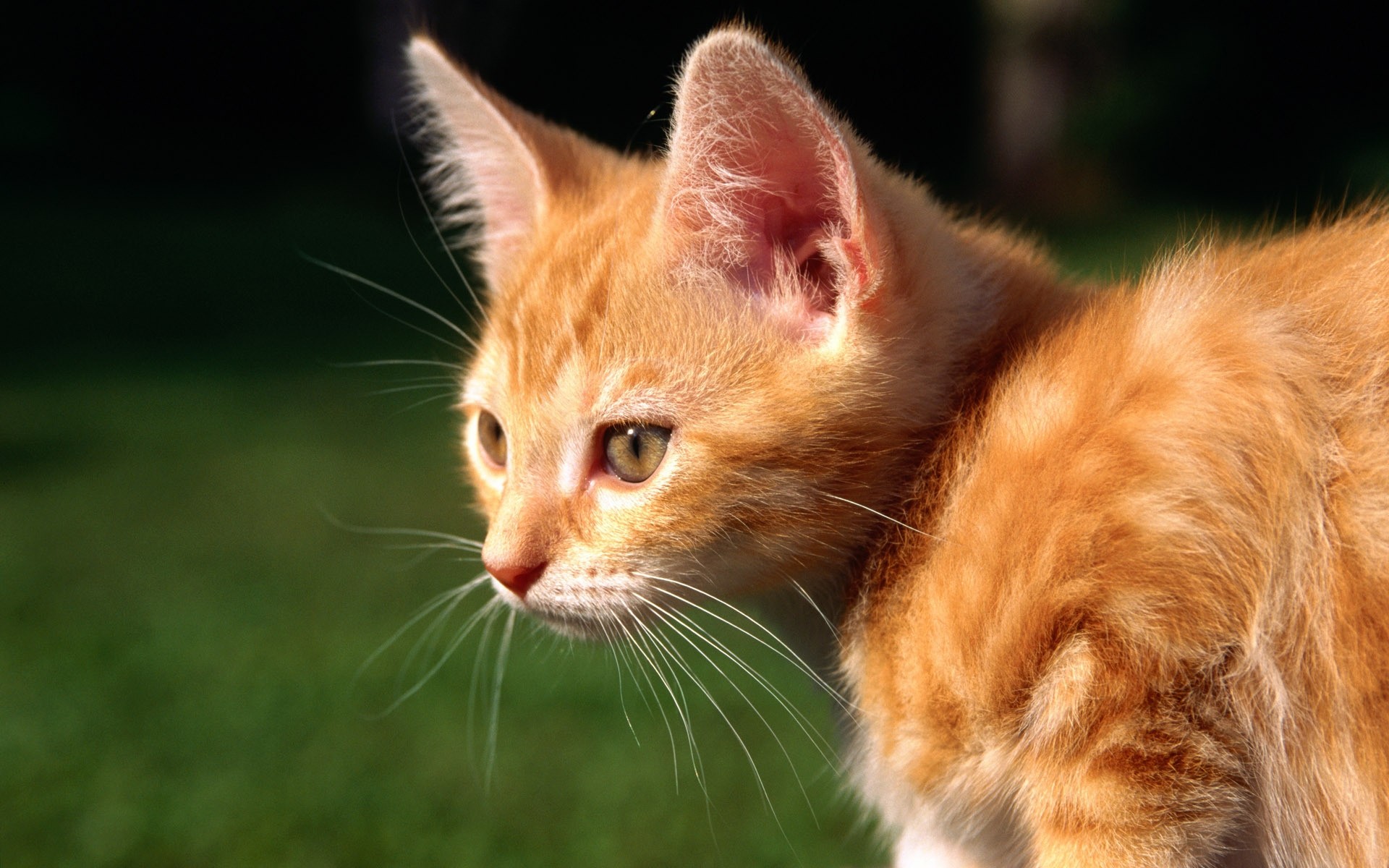 кошка котенок рыжие cat kitten red скачать