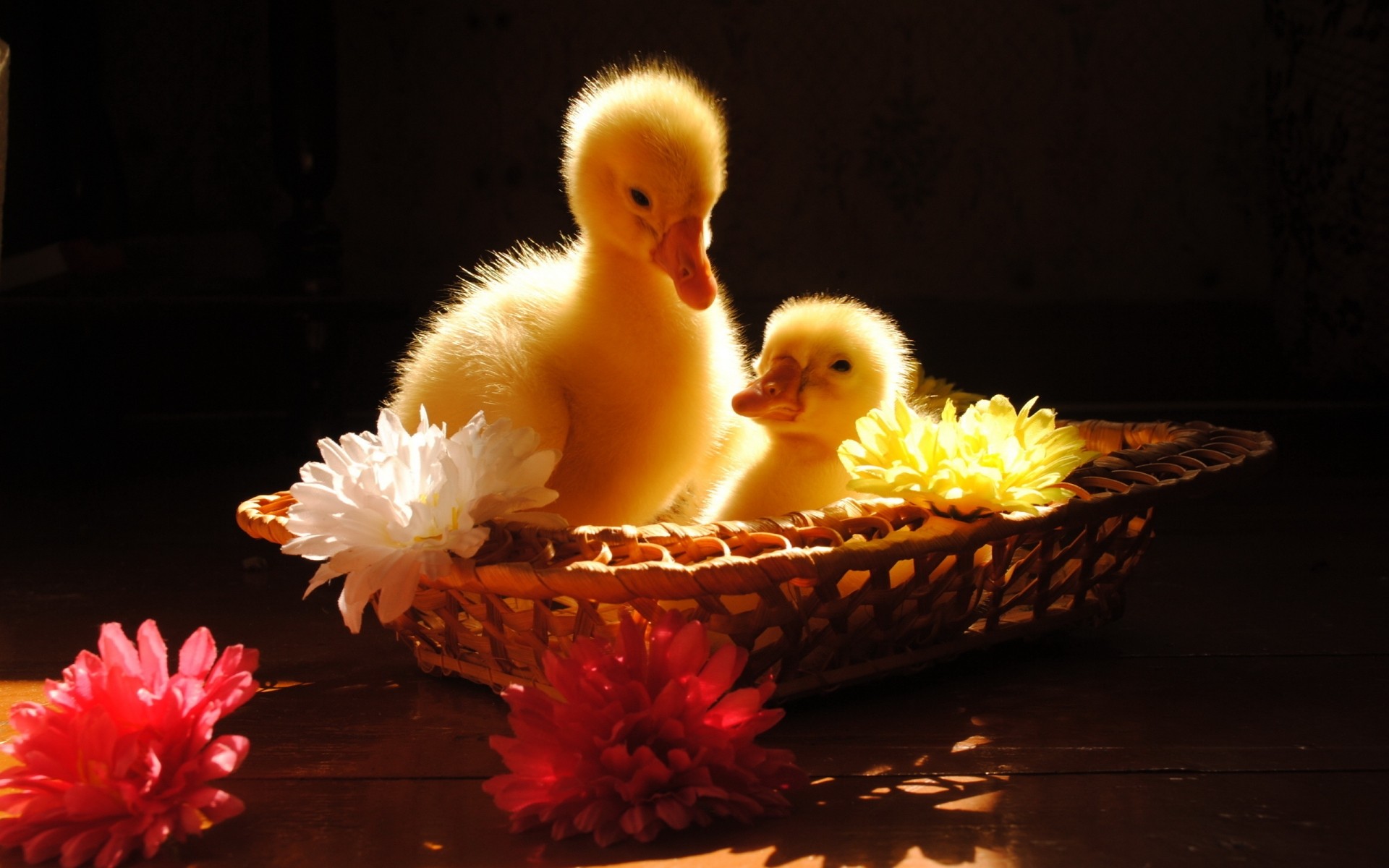 polluelos pascua aves damas huevo pájaro pato pollo solo flor bebé